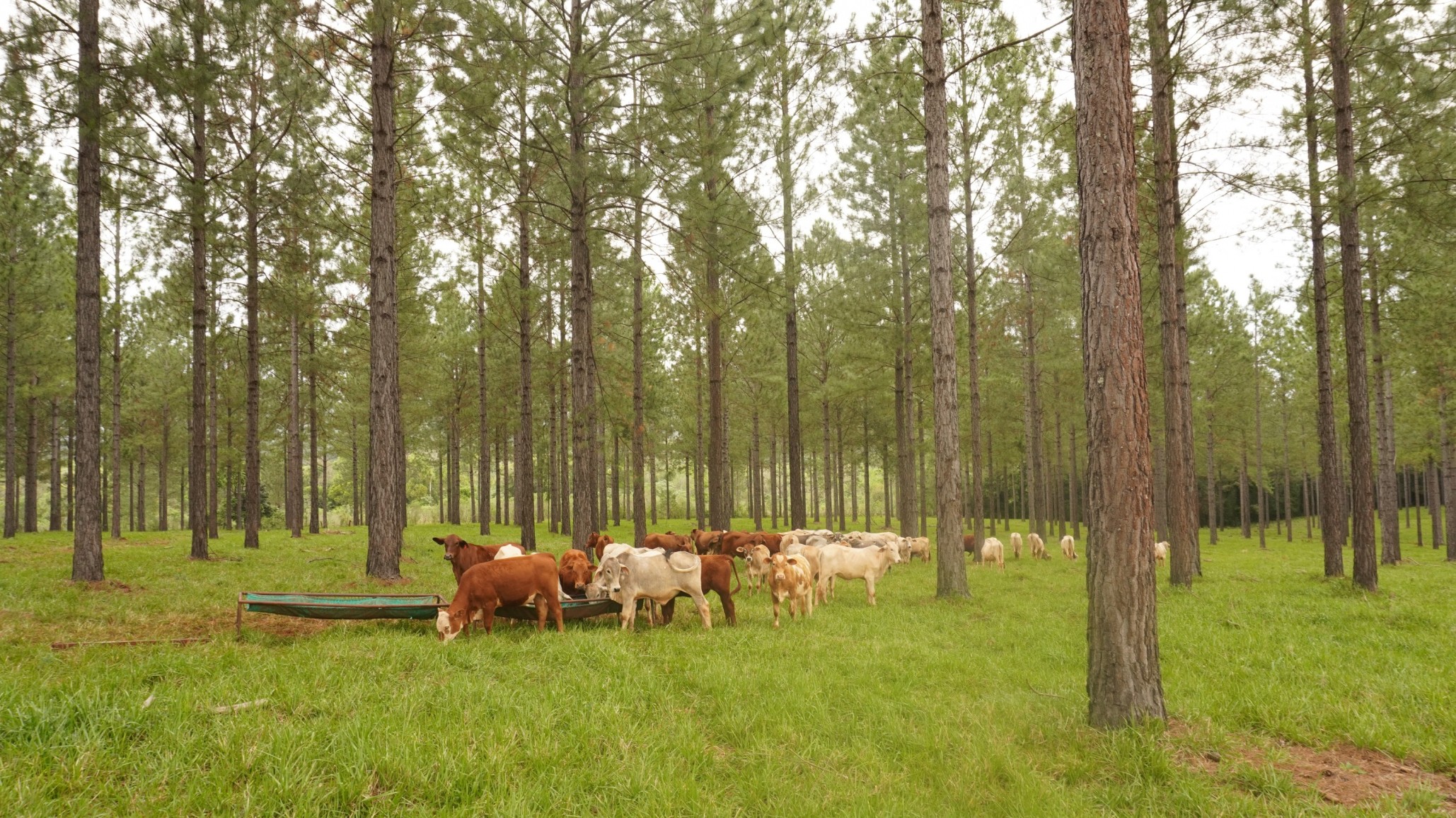 Carne más carbono neutro, la combinación perfecta