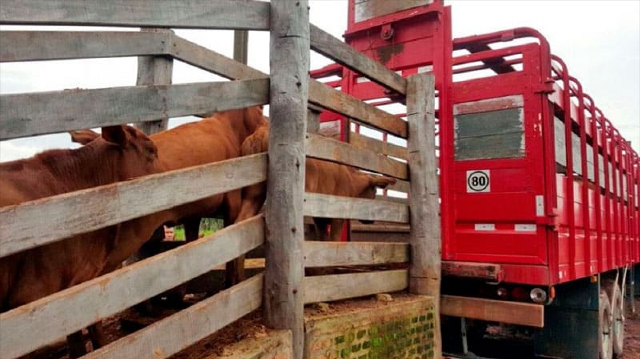 Prevención de estrés térmico en el transporte de animales