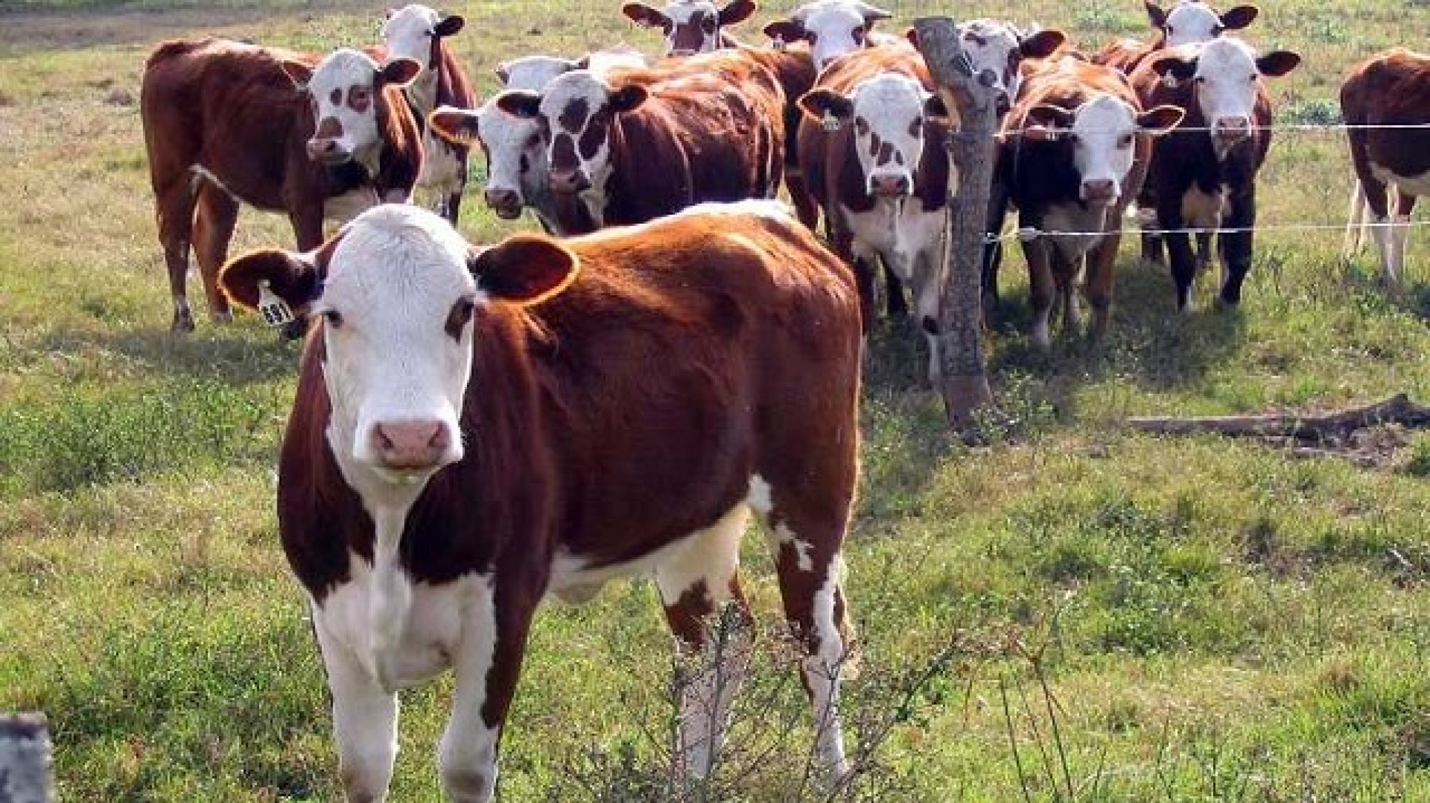 La importancia del pedigree en el mejoramiento genético