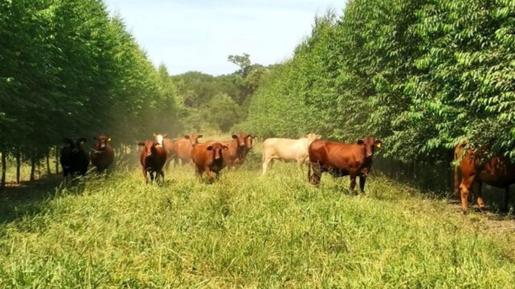 Carne argentina libre de deforestación
