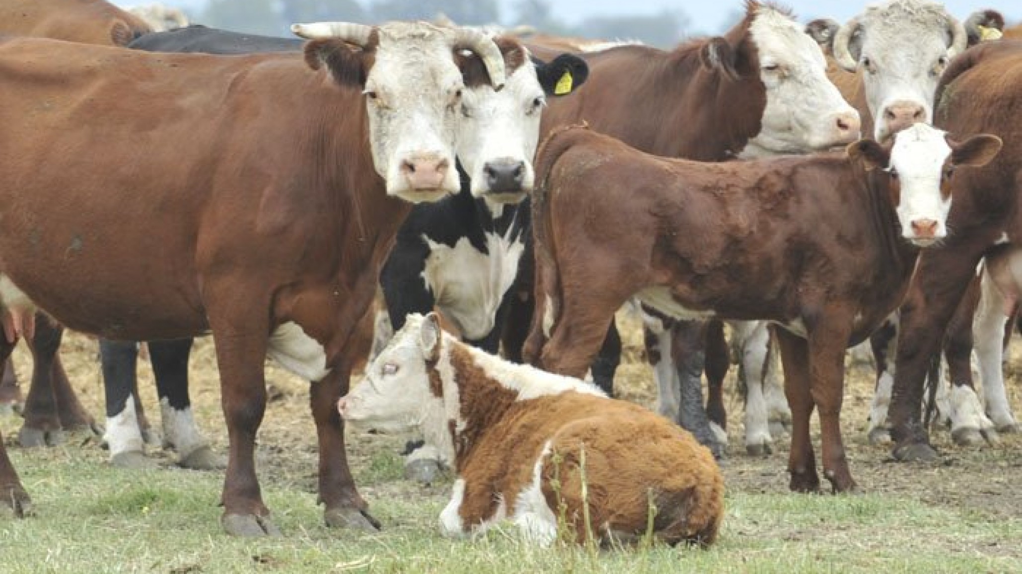 "El jubileo": intensificar para lograr más calidad y kilos de carne