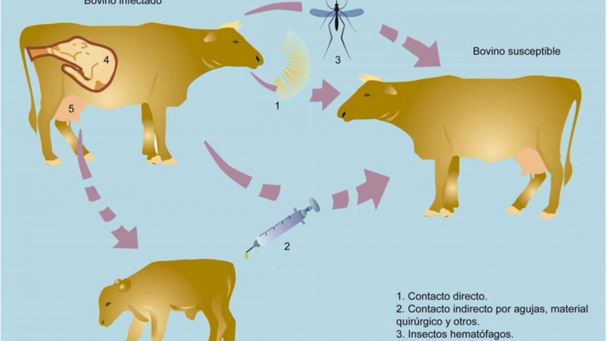 Avances en la detección del virus de la leucosis bovina