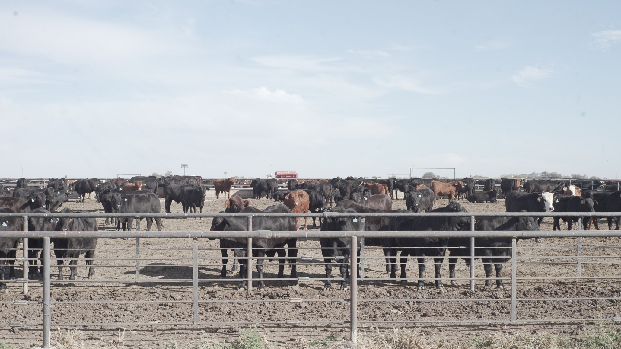 Tecnologías en un engorde sustentable