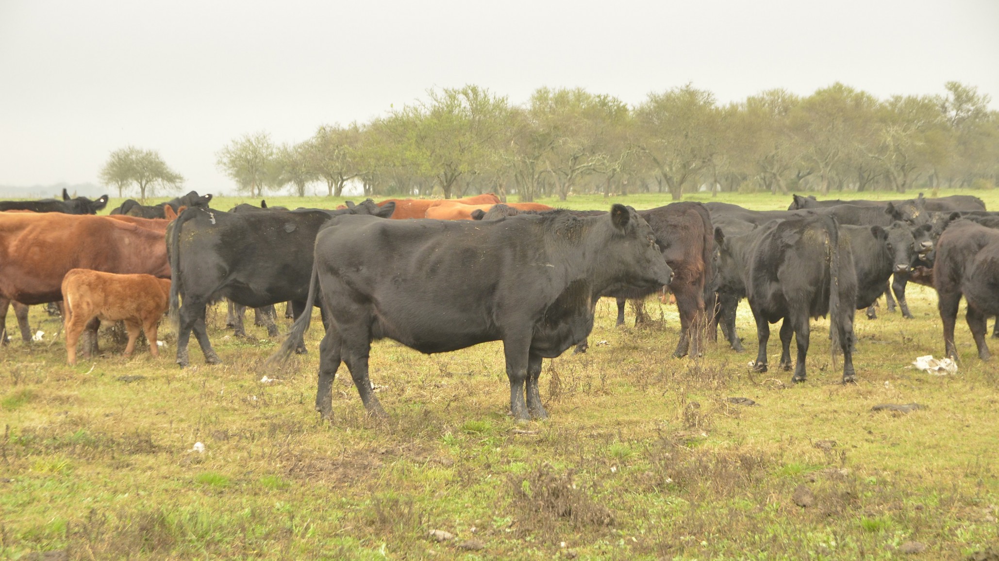 Carne argentina, carne sustentable