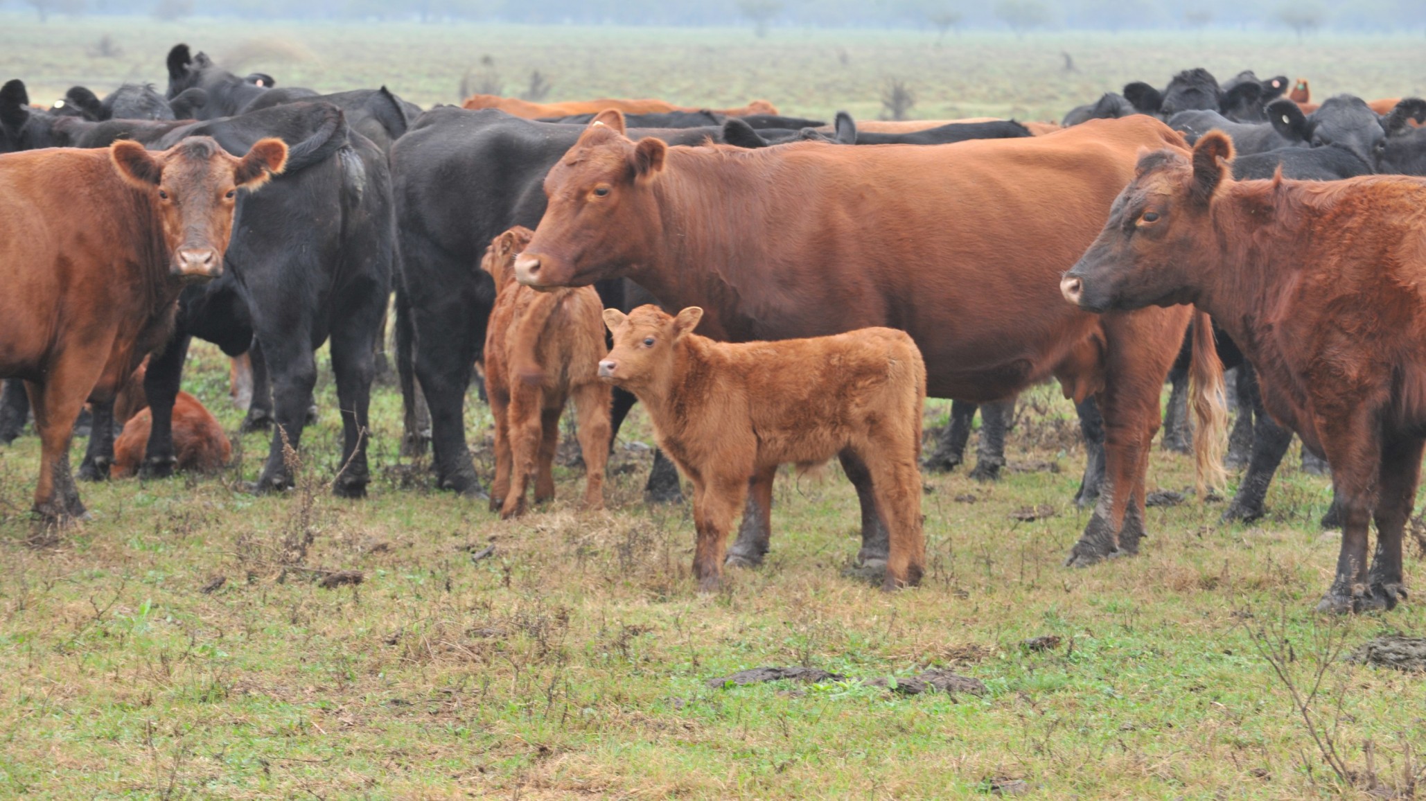 Un sistema simple y flexible de agregado de valor a los terneros