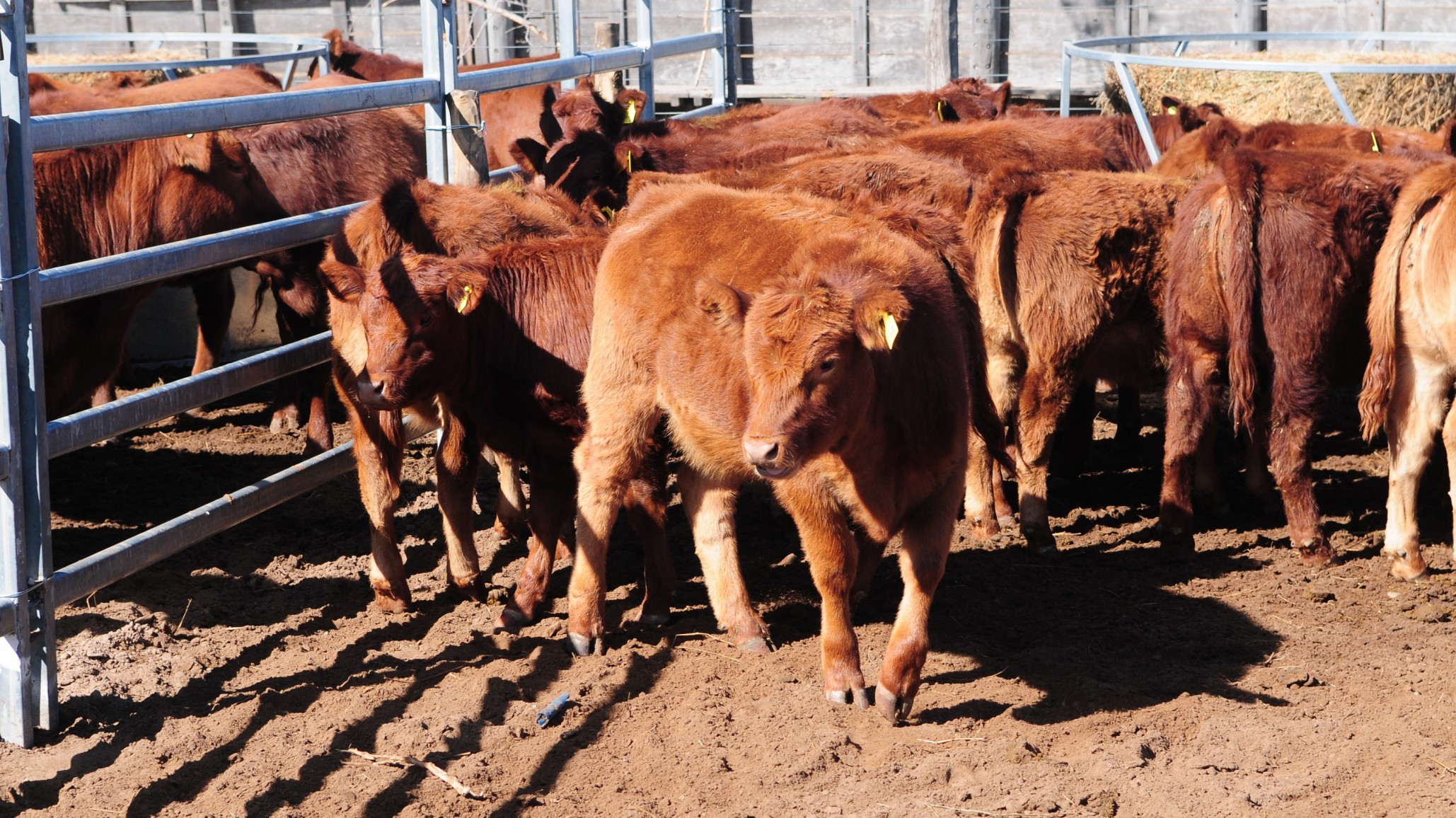 ¿Cómo fortalecer los rodeos y lograr vientres más fértiles?