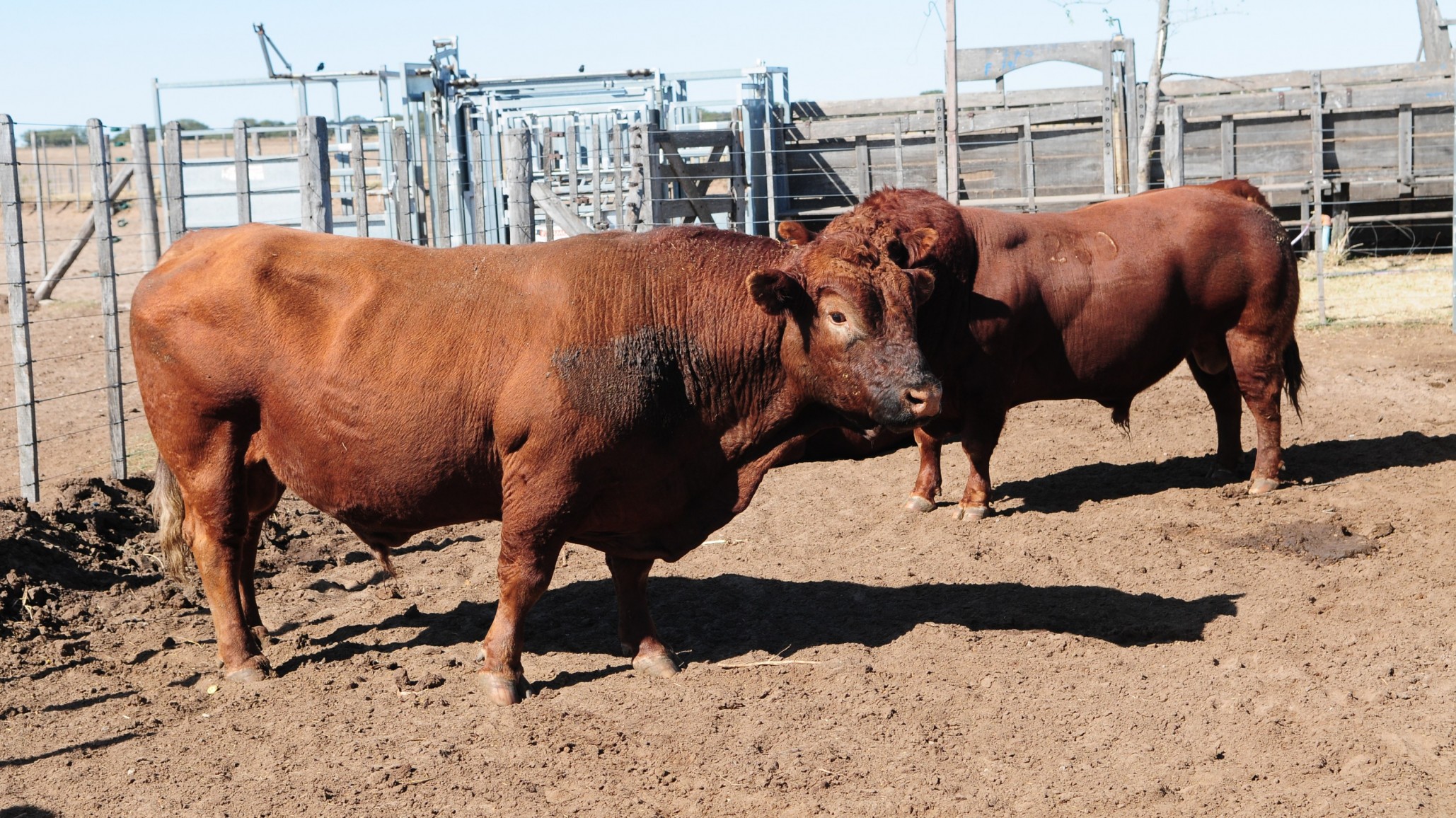 Manejo y elección de los toros en un rodeo de cría