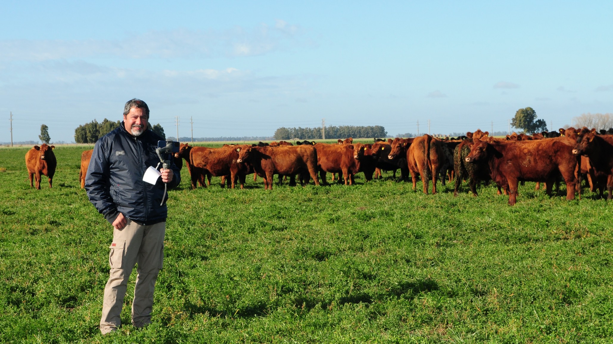 Ganadería en campos agrícolas: ¿Por qué producir en un sistema mixto?