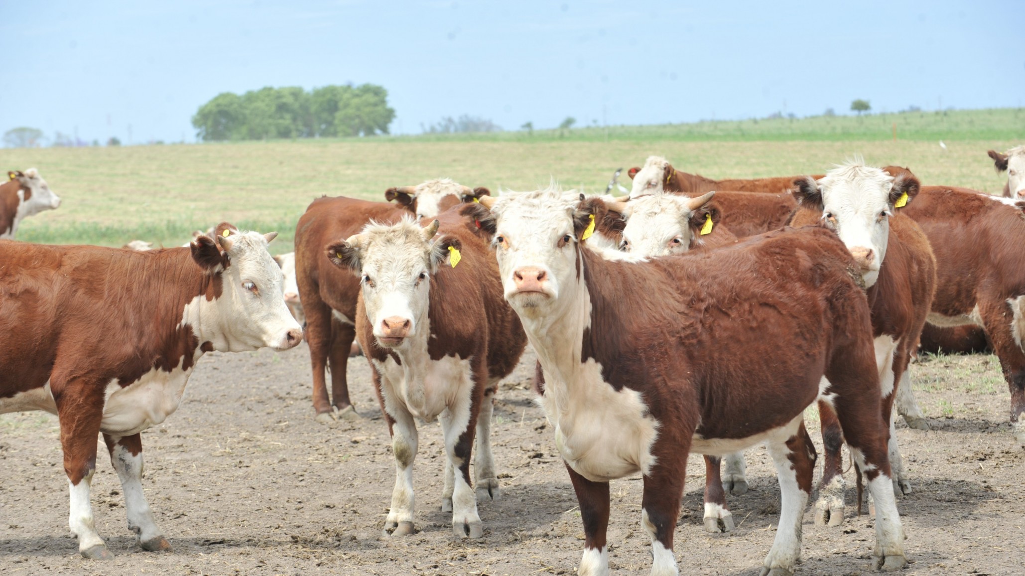 Las claves para ser cabañero en la Cuenca del Salado