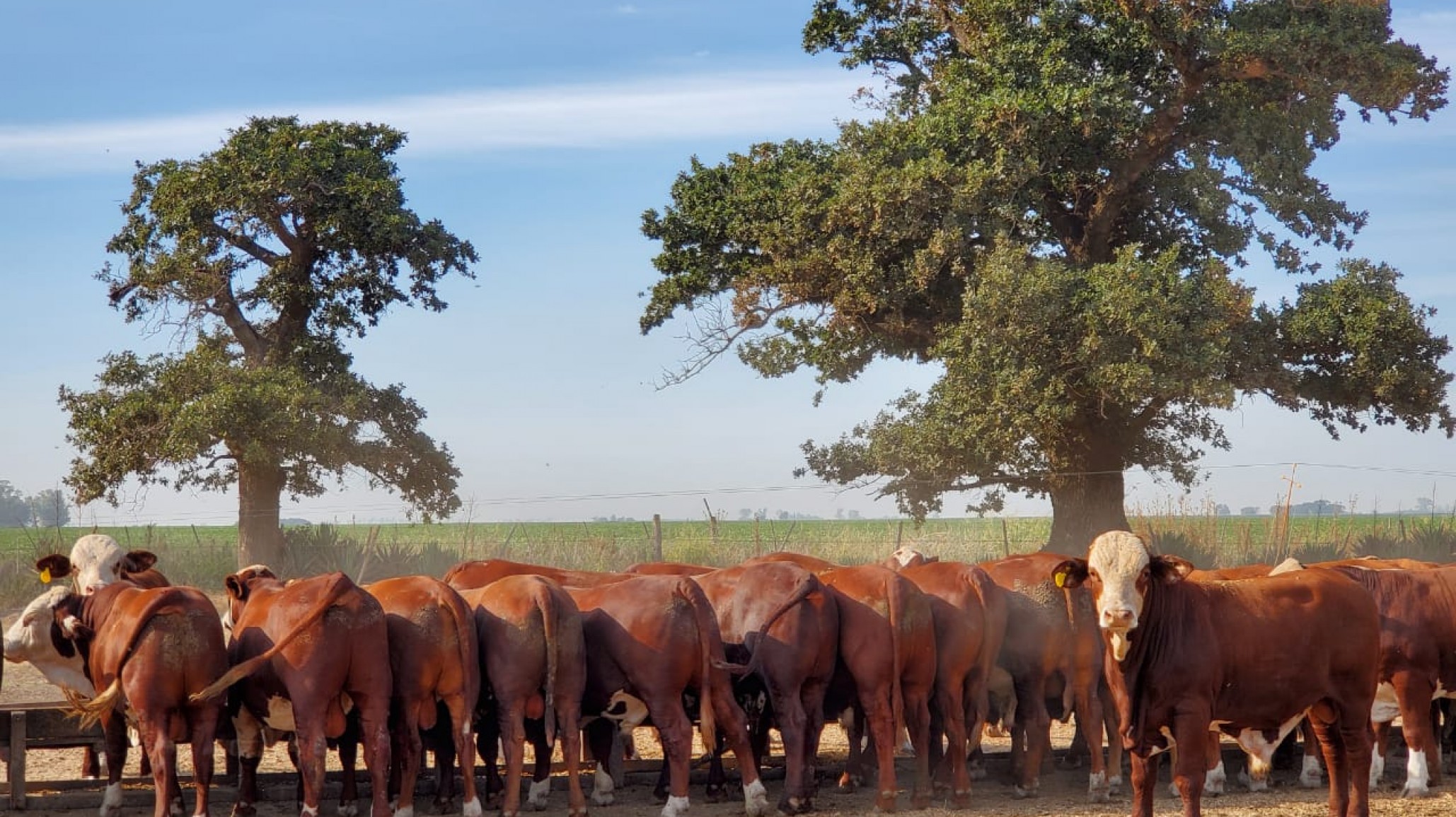 Un estudio concluye que el macho entero joven deja mejores números que el novillo