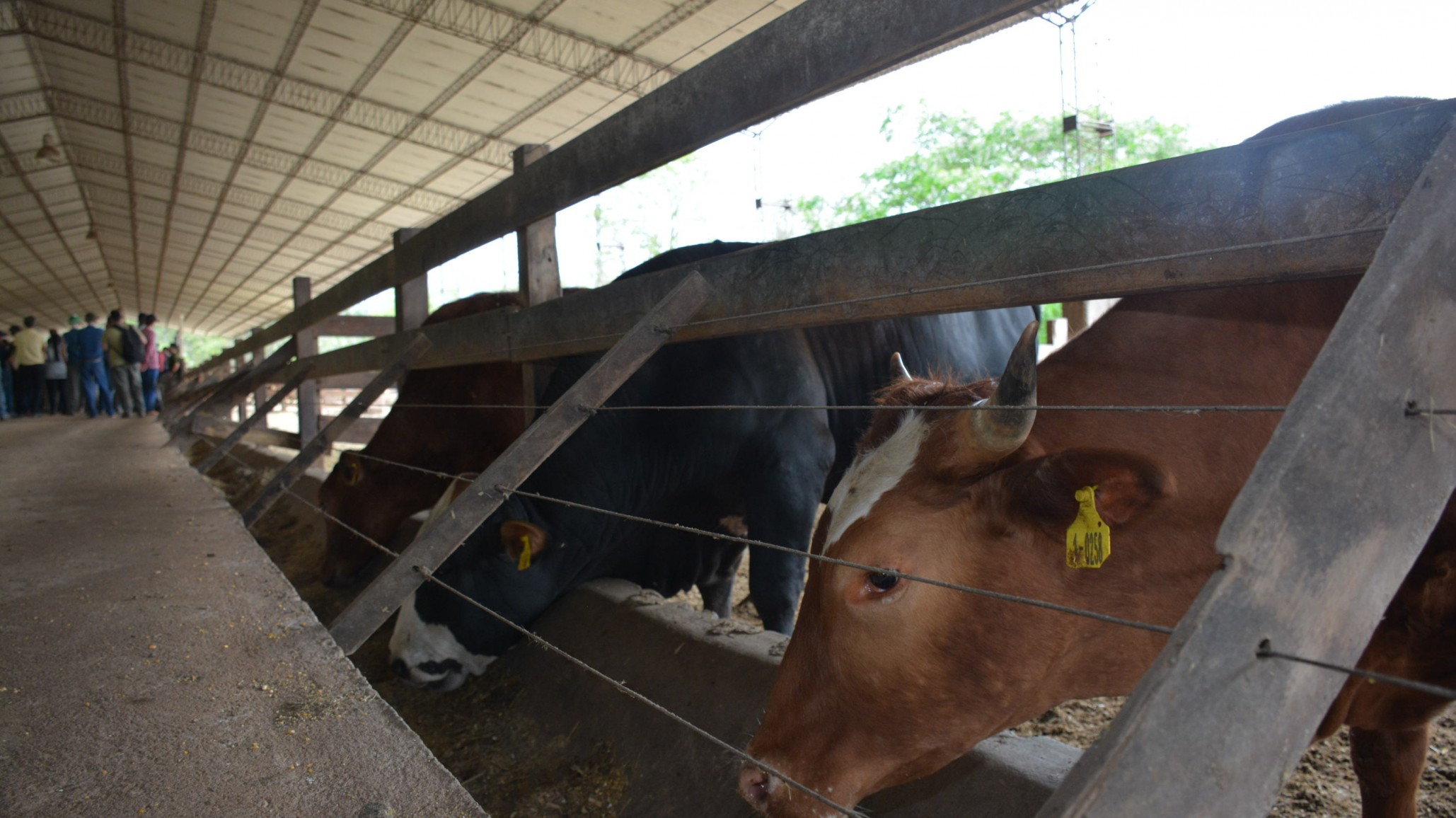 ¿Más pesados es menos tierno?