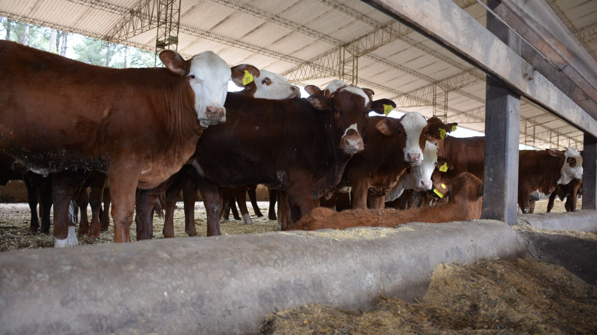 Protocolo Bienest.AR