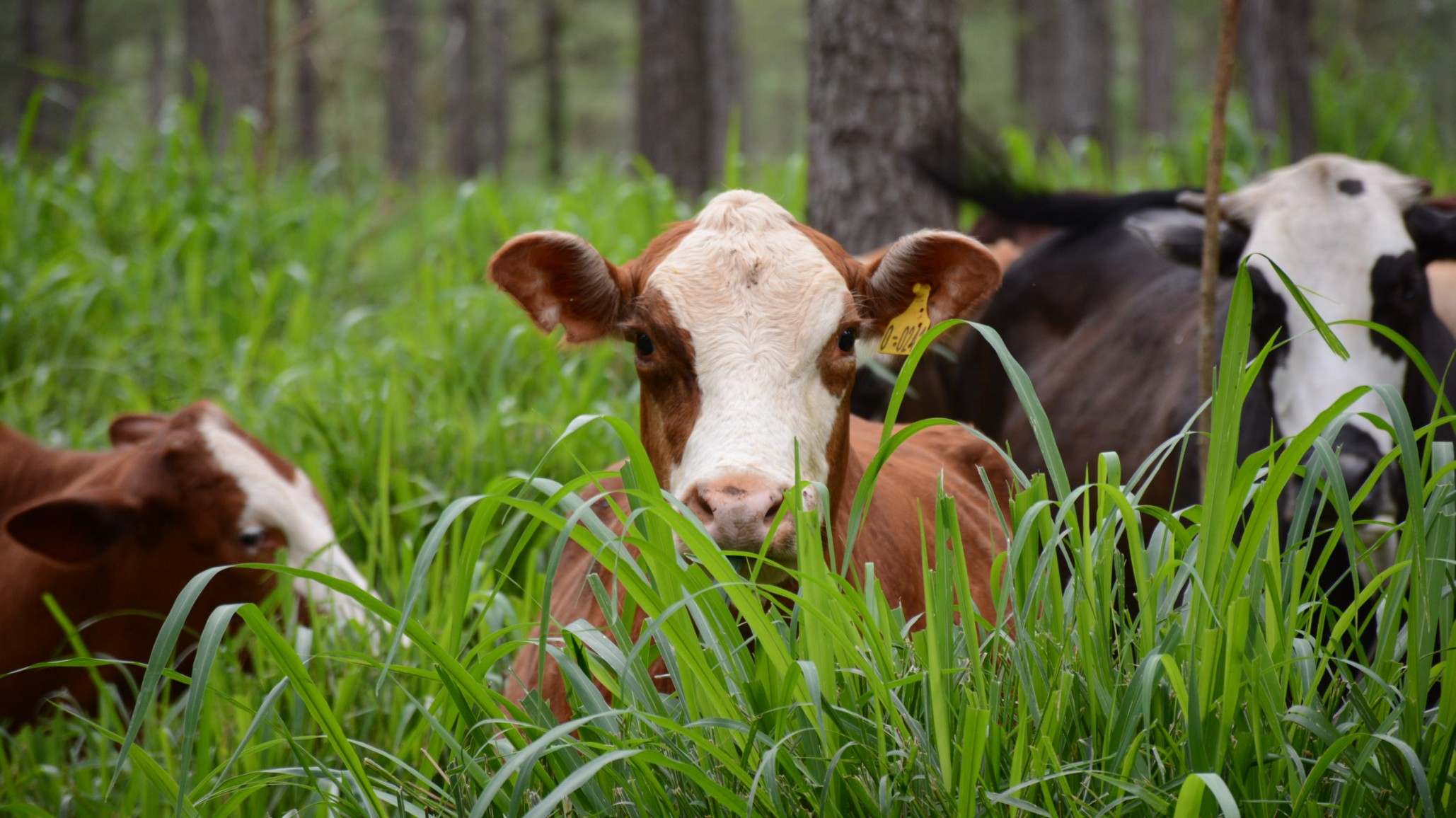 La ventaja de trabajar con un Sistema Silvopastoril