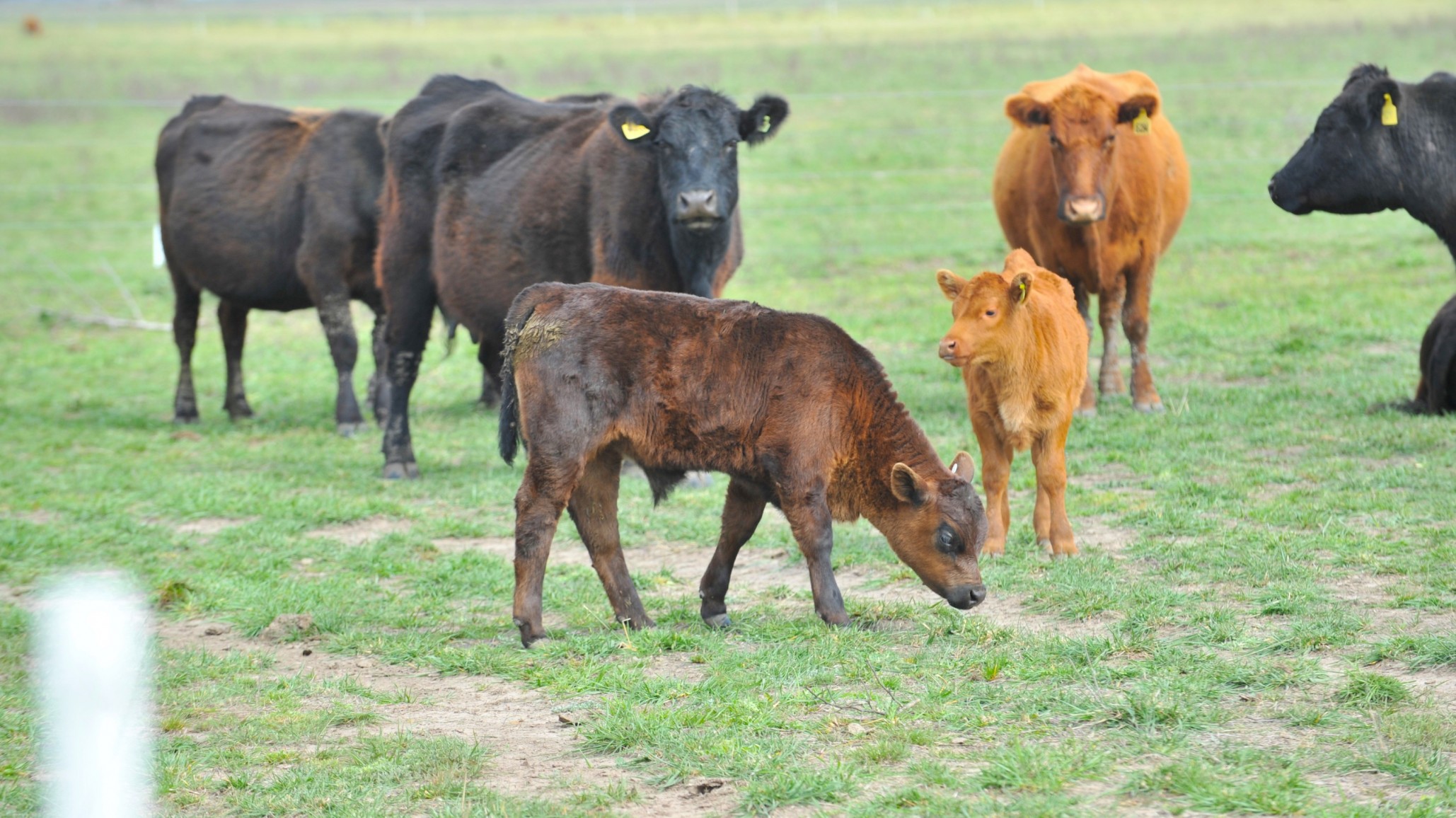 Estudio revela la diseminación de leucosis bovina en rodeos de carne