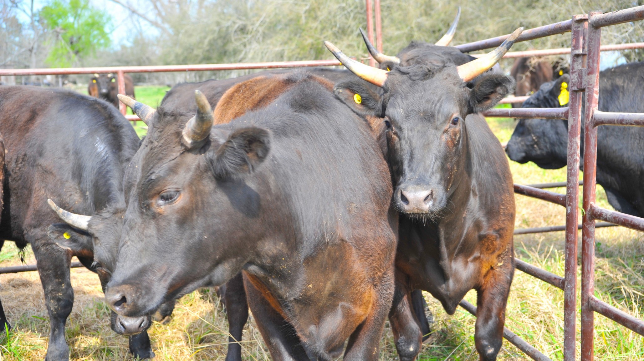 Cómo producir carne para vender a 200 dólares el kilo
