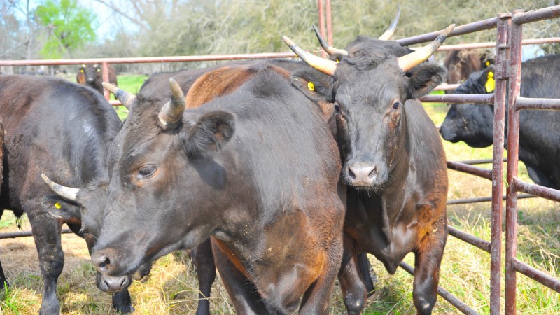 Cómo producir carne para vender a 200 dólares el kilo