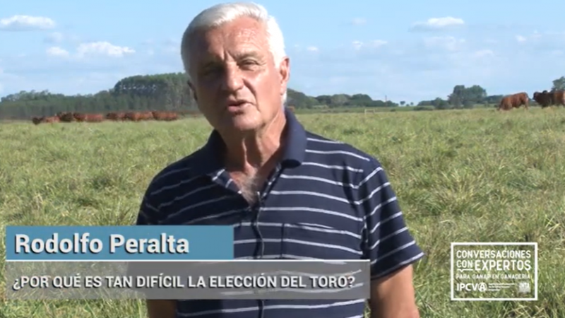 Puntos clave en la selección del toro