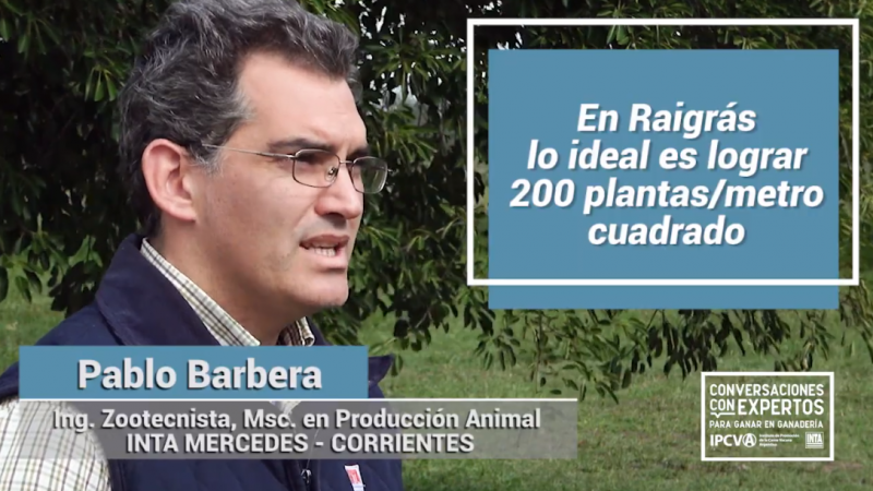 Raigrás: ¿Cómo aprovechar este recurso forrajero invernal?