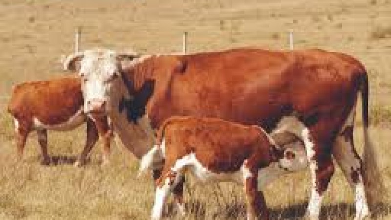 Cómo mejorar la eficiencia reproductiva