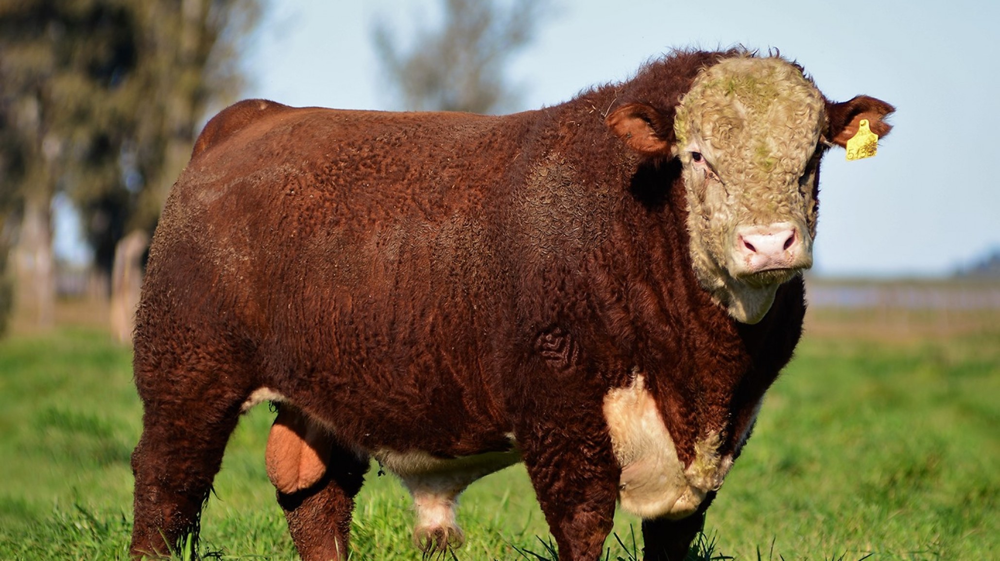 Utilización de toros Hereford en rodeos comerciales