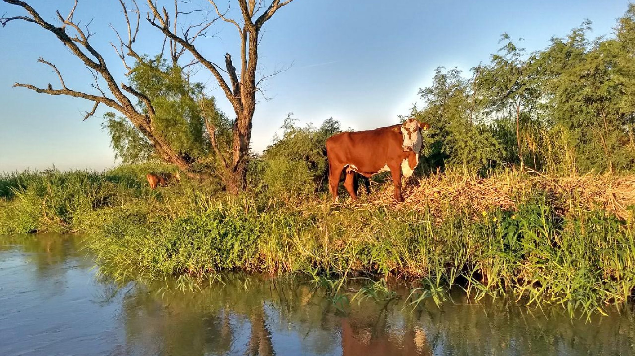 Ganadería: pautas para evitar pérdidas en zonas anegadas