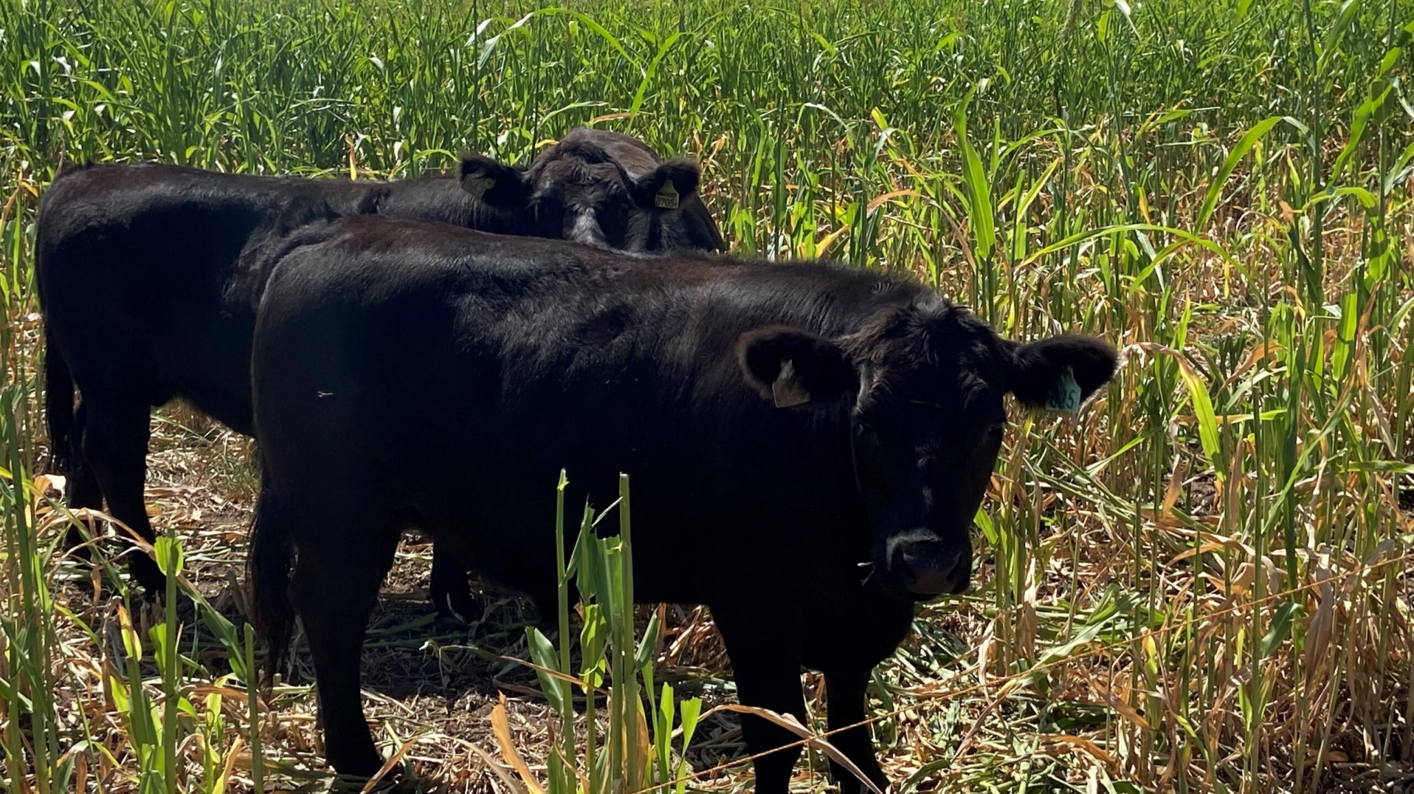 Ganadería: evalúan avena como suplementación estratégica