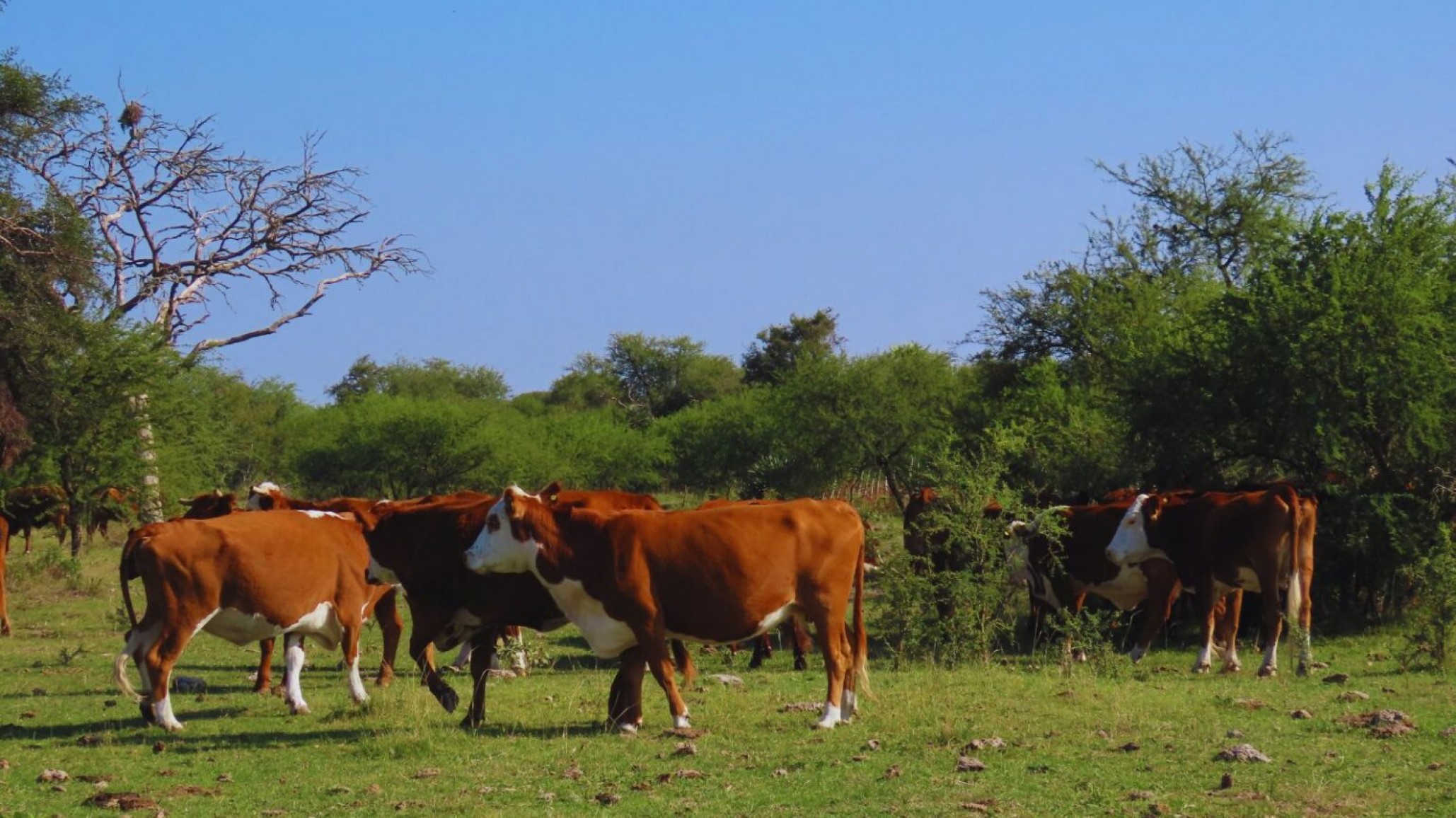 Hacia una producción ganadera sustentable