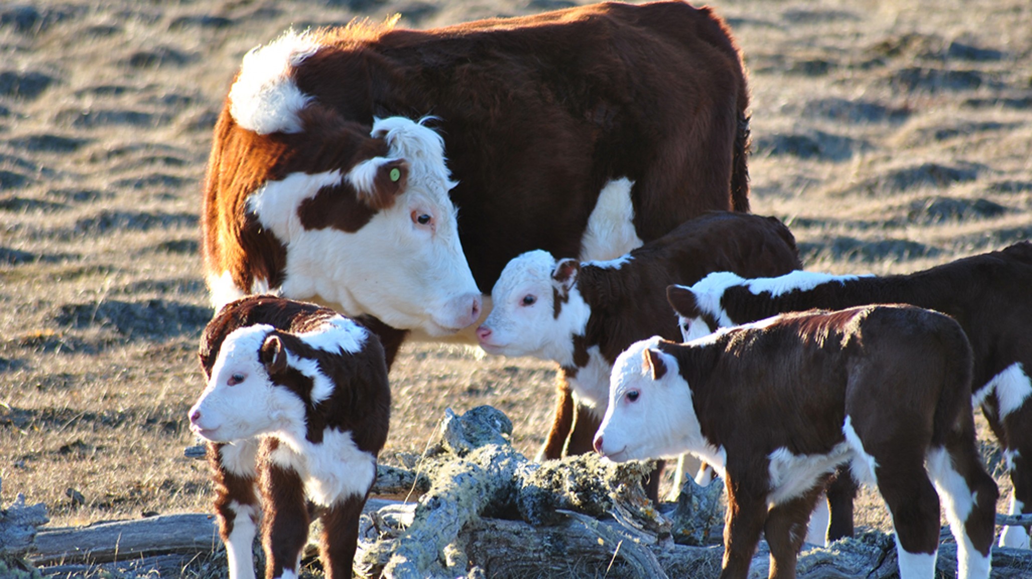Entore de 15 meses en vaquillonas ¿es posible?