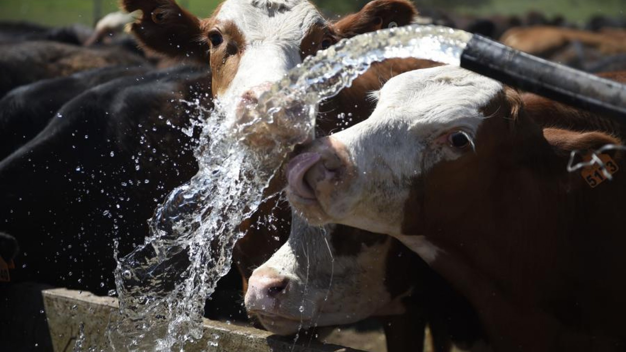 Tips para mitigar el estrés térmico en bovinos de carne