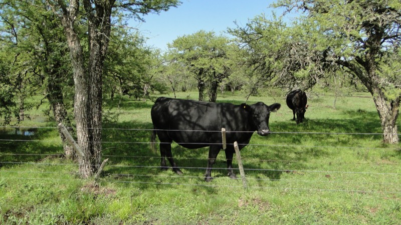 Control de los renovales