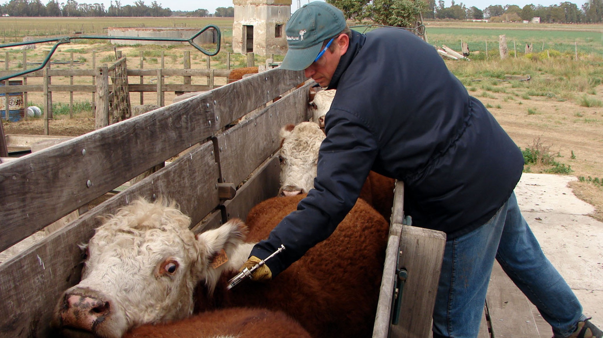 SENASA anunció el calendario de vacunación contra fiebre aftosa