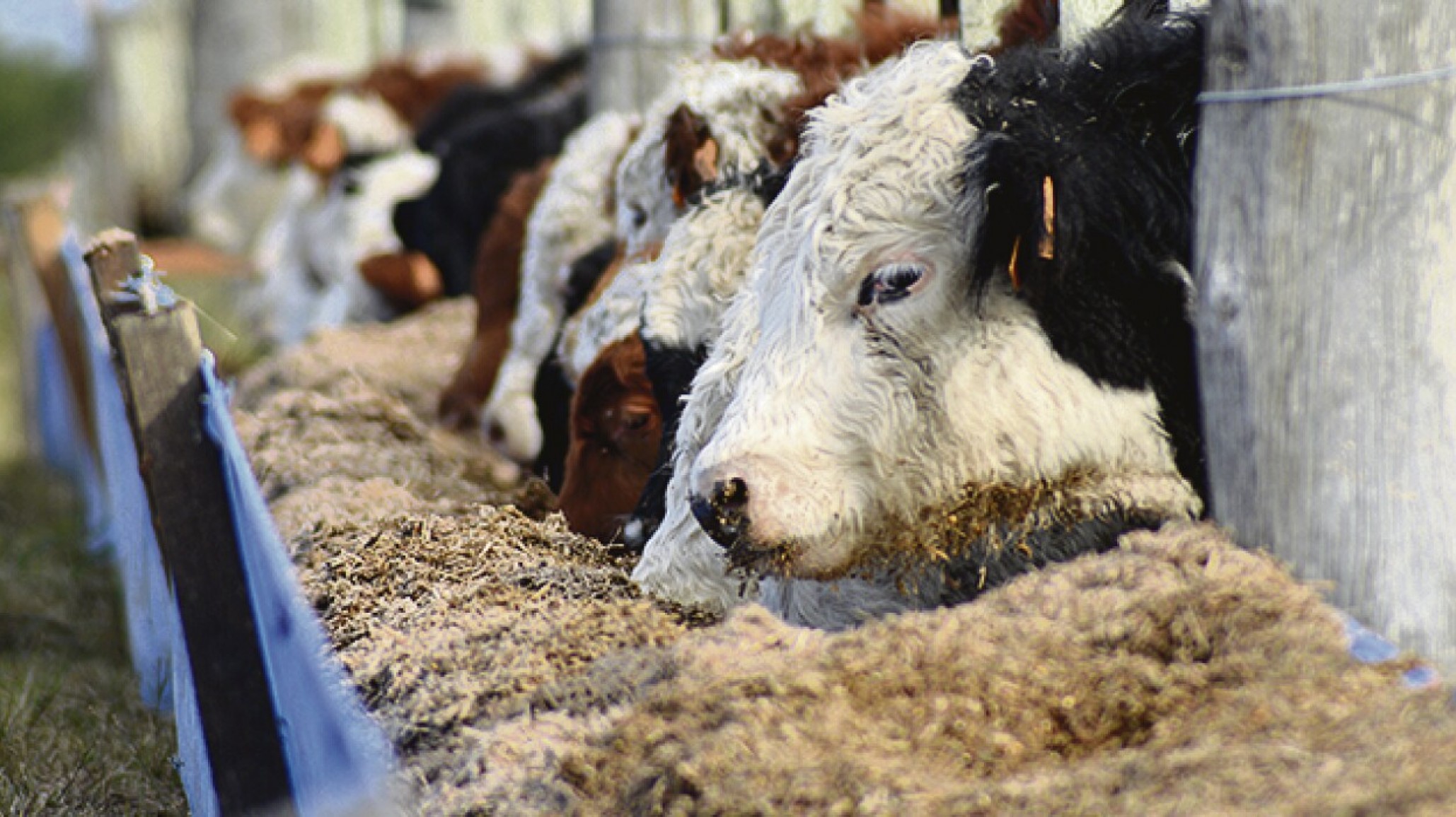 Burlanda: un suplemento que aporta calidad