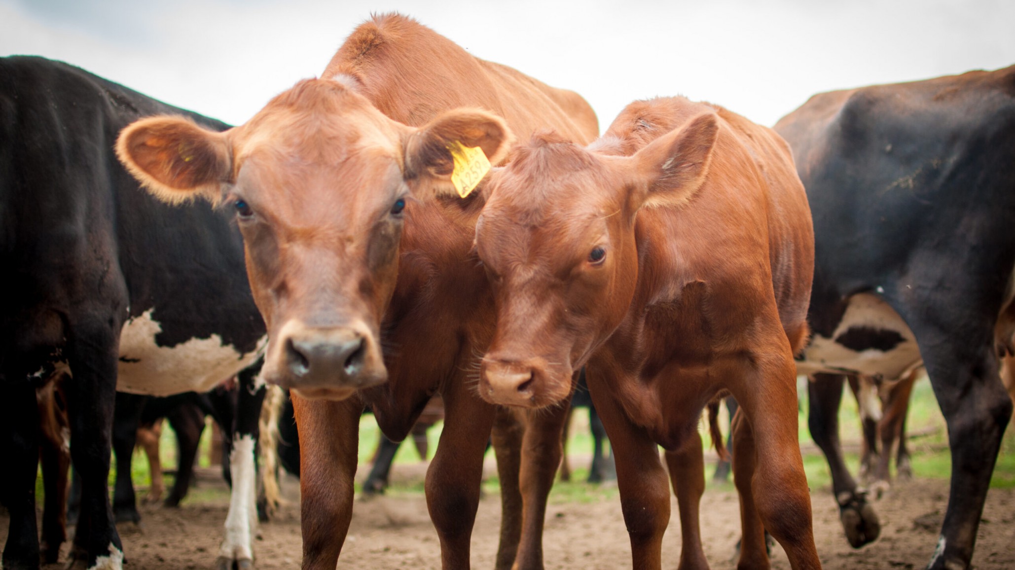 Esa bolsa de cuero llena de negocios que llamamos "vaca"