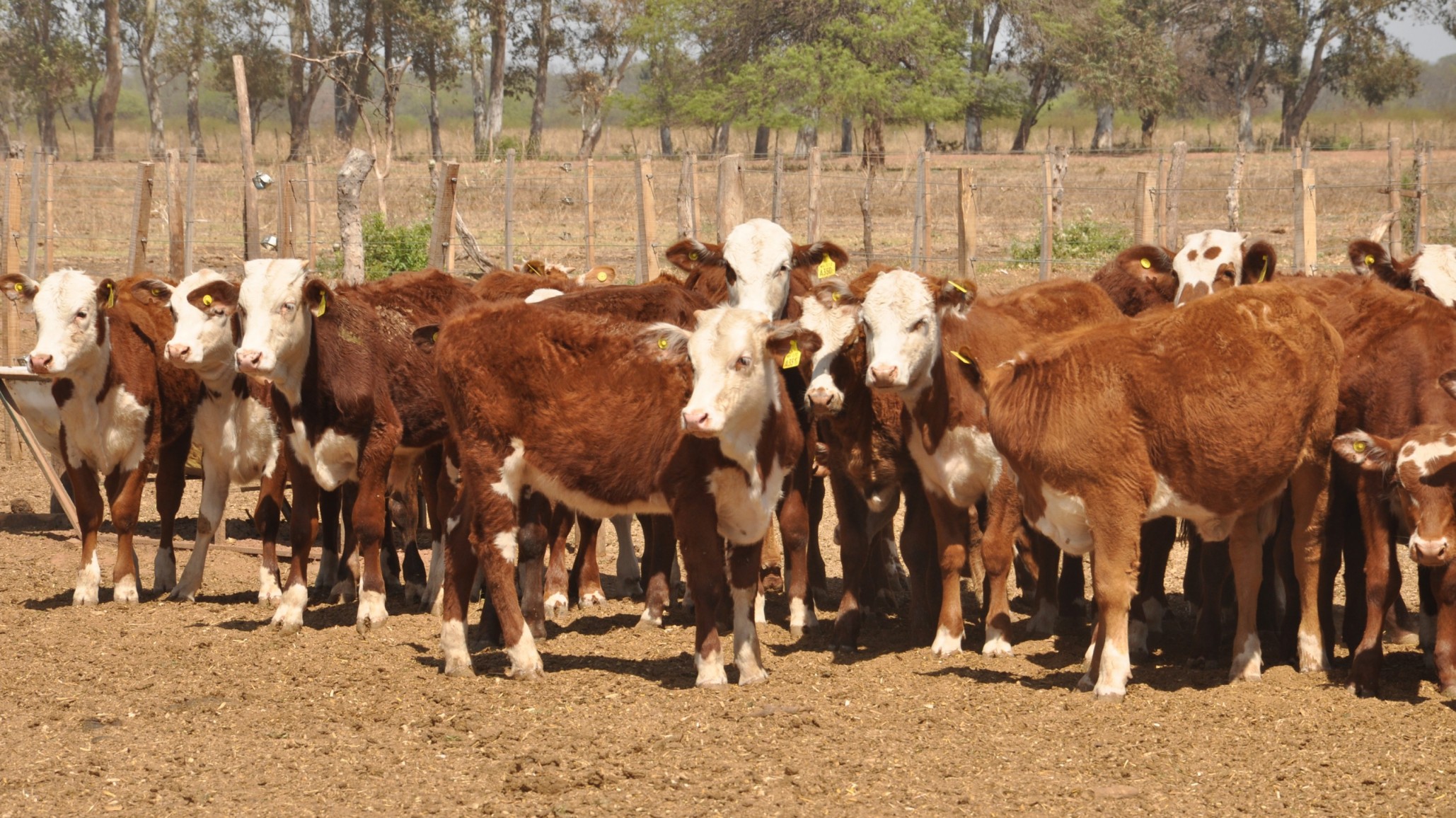 Pautas para el manejo en el Chaco Semiárido