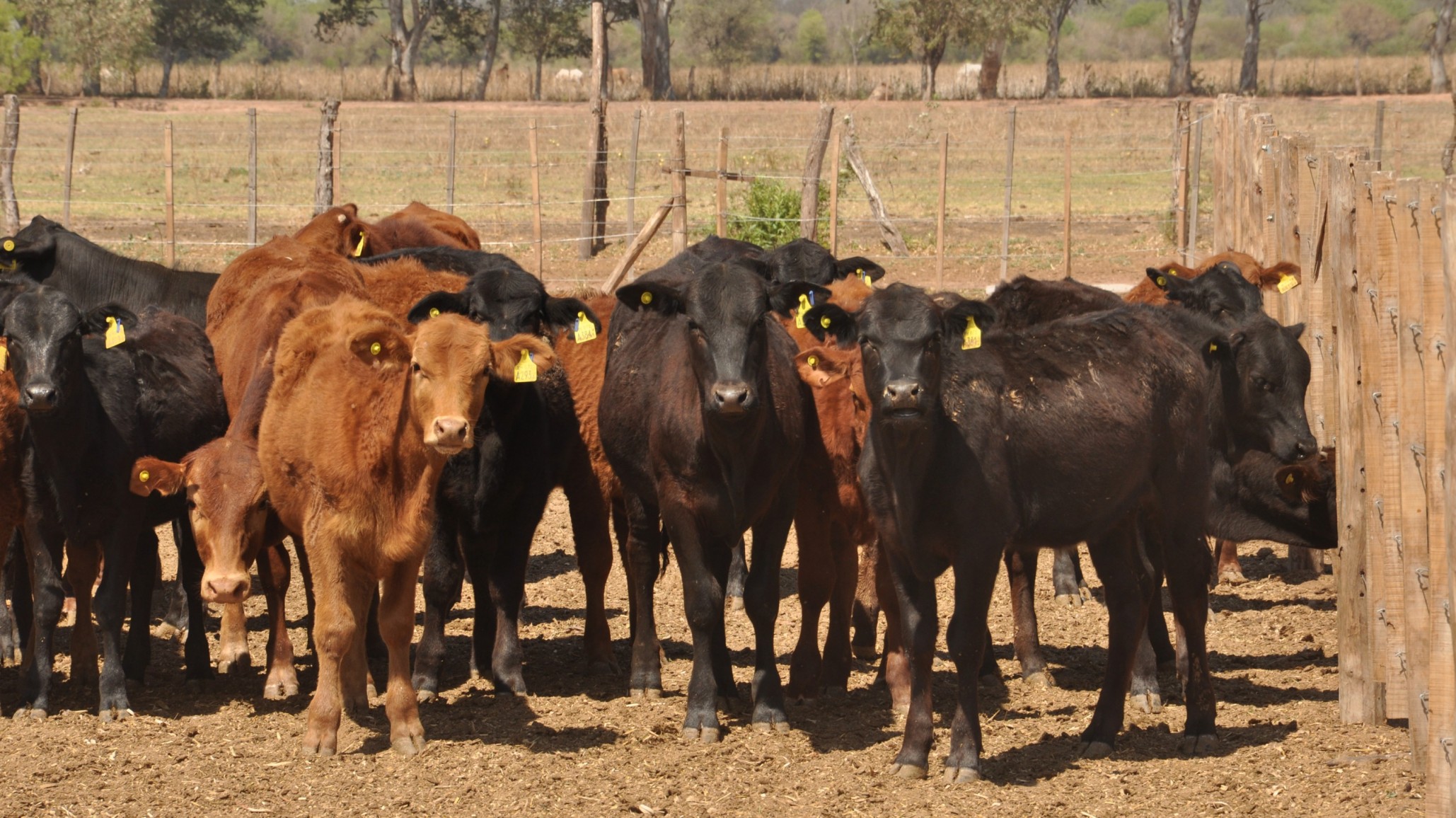 Cómo producir más kilos reales en ambientes difíciles