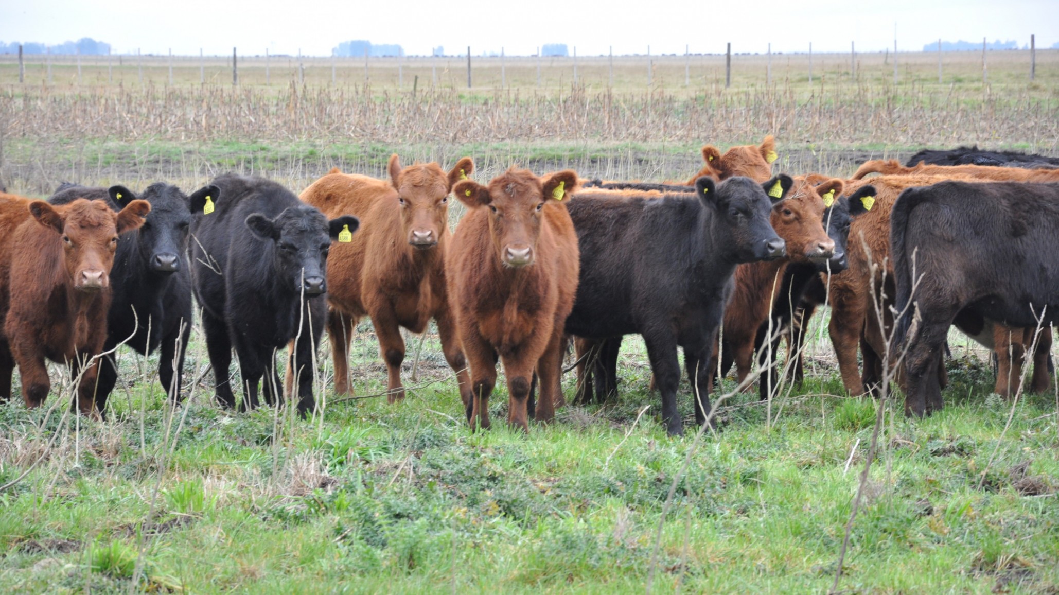 Pruebas pastoriles para mejorar el negocio