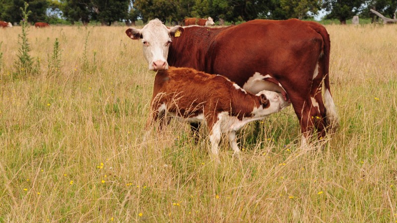 Calostro bovino: aliado para la salud bovina