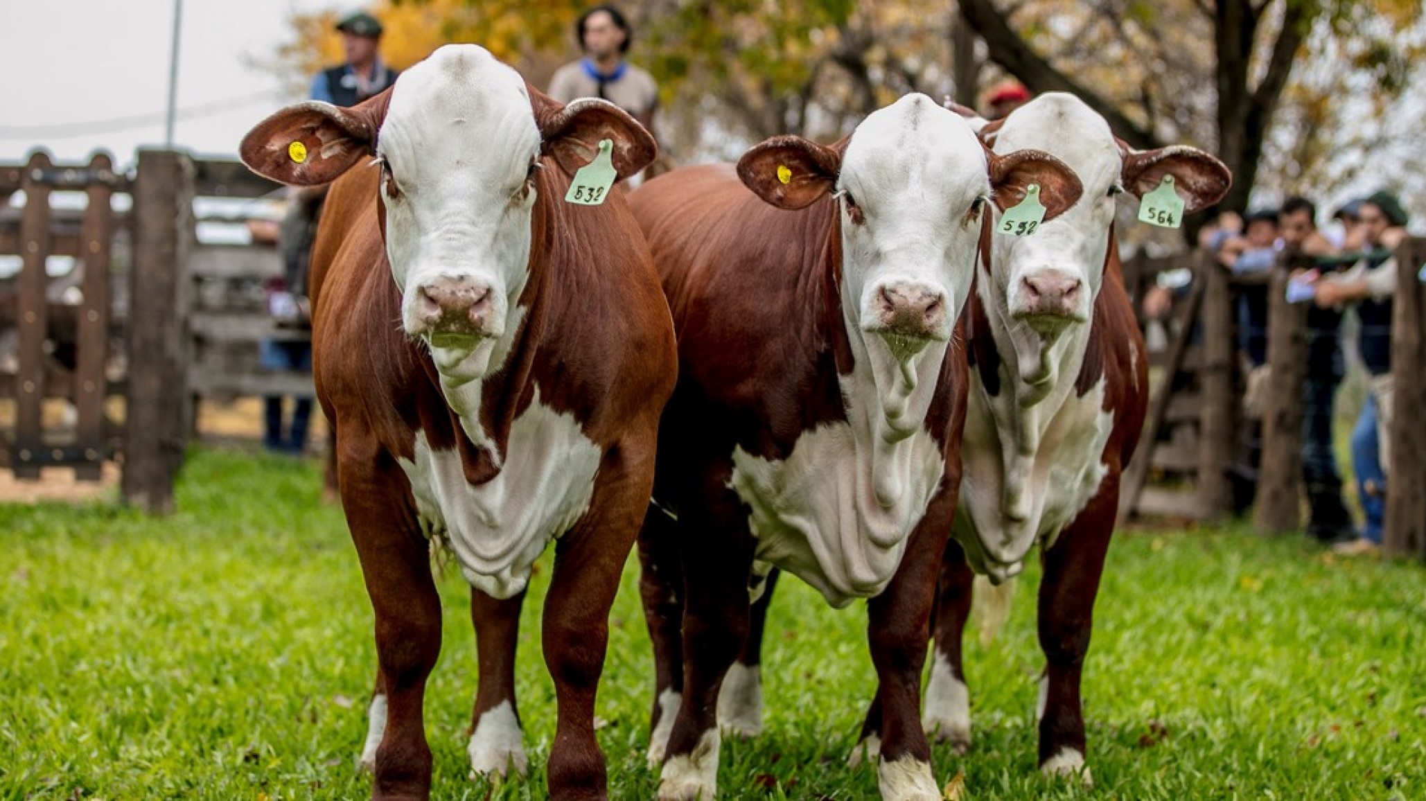 Carne del NEA al mundo