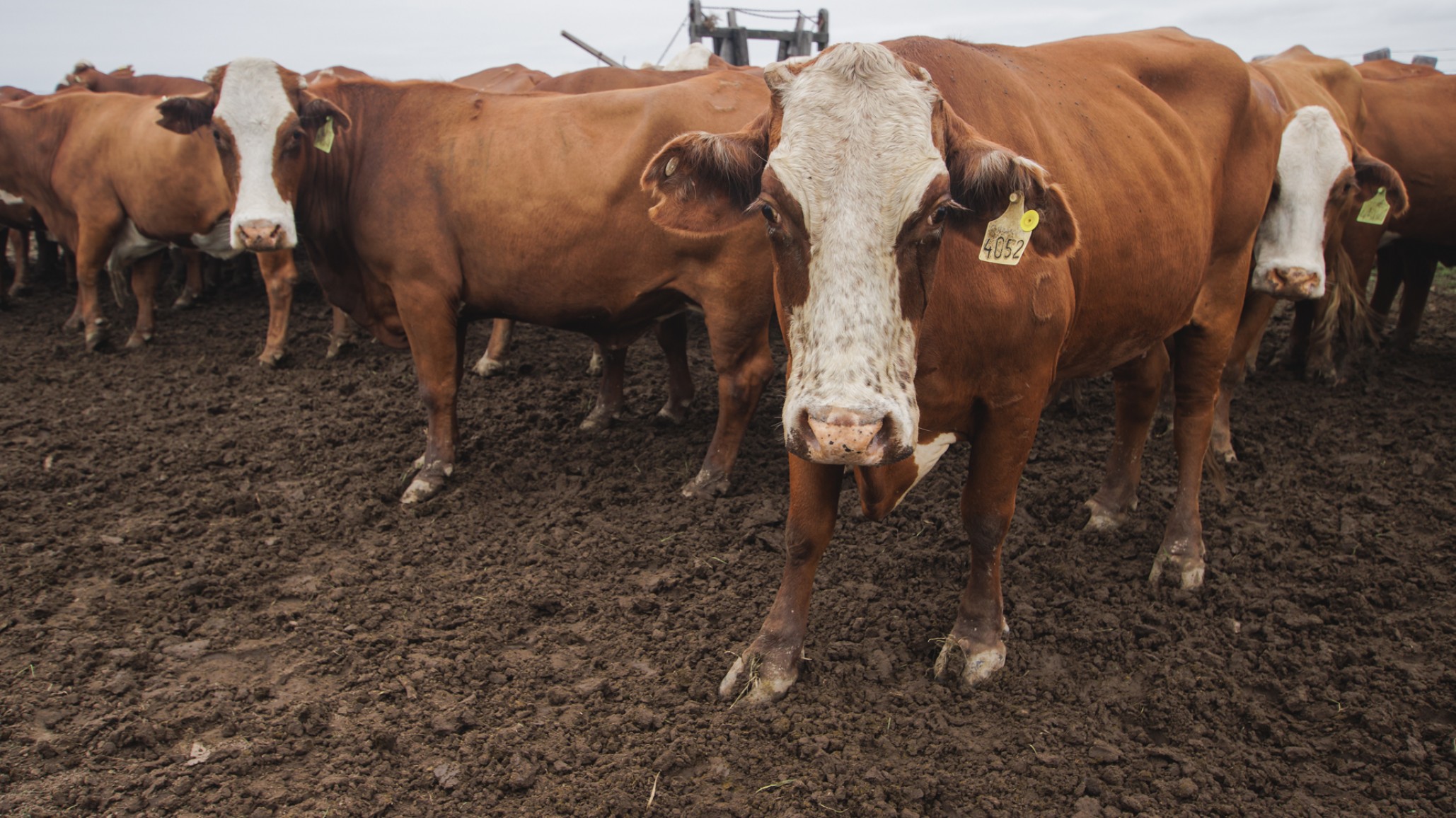 Braford vuelve a apostar a Expoagro