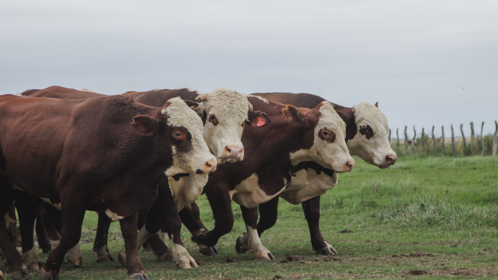 Cómo lograr un rodeo con mayor aumento diario de peso?