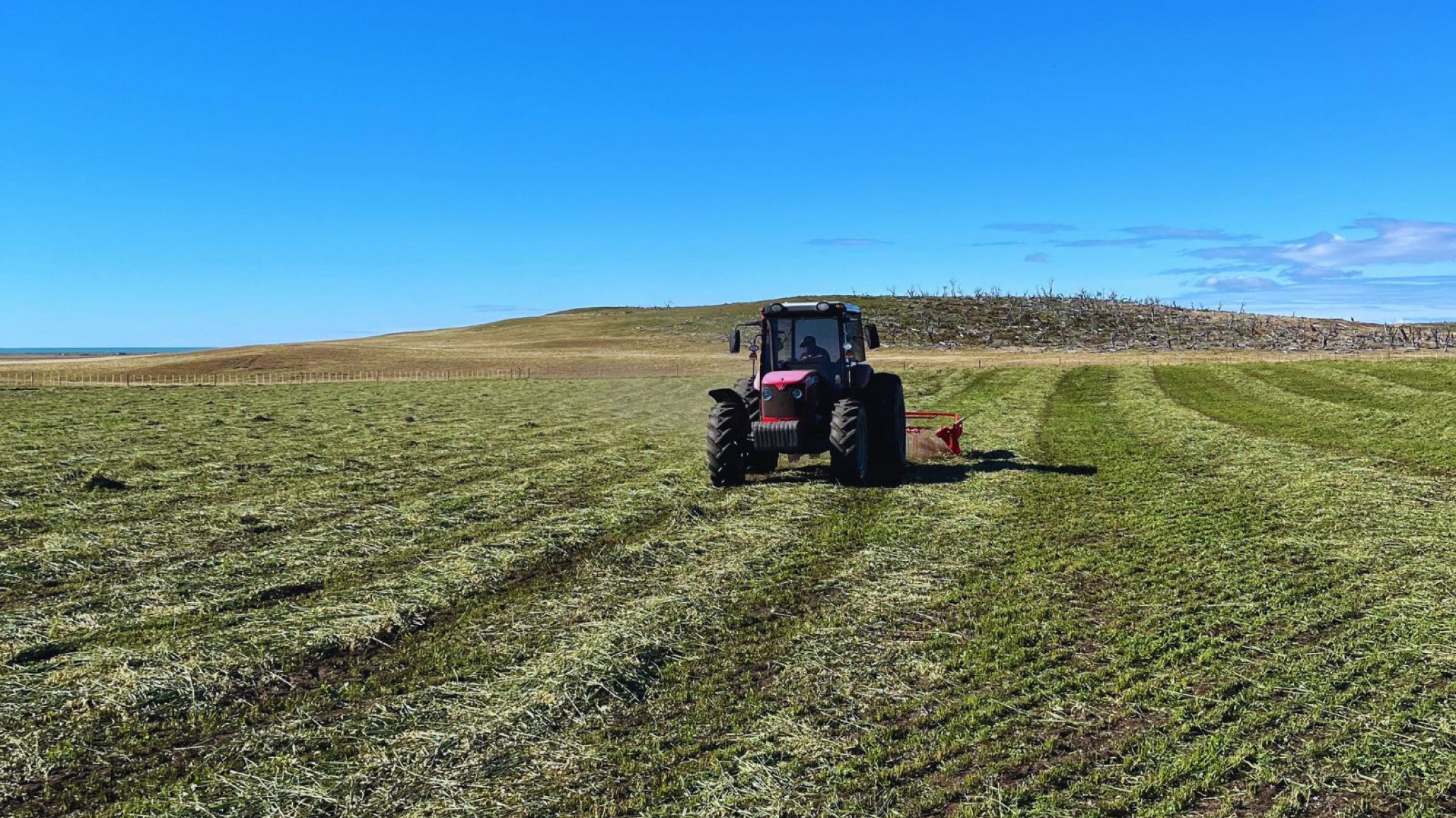 Plan forrajero para la ganadería fueguina