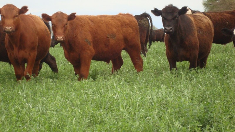 Buffel grass: una pastura aliada del suelo