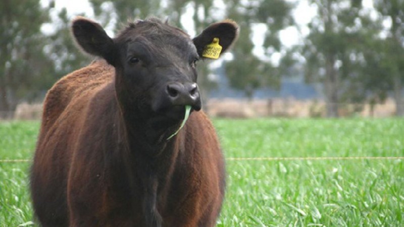 Cómo lograr un rodeo eficiente y sustentable
