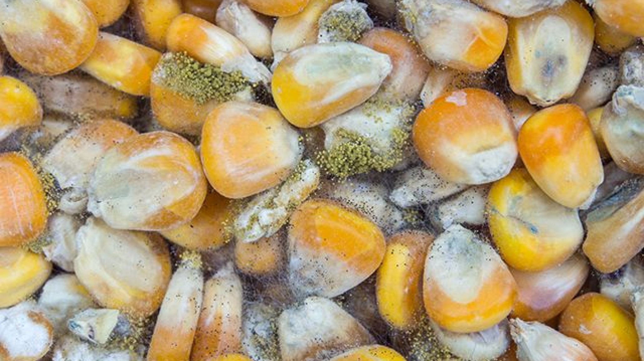 Intoxicación por micotoxinas que afectan a la soja y el maíz