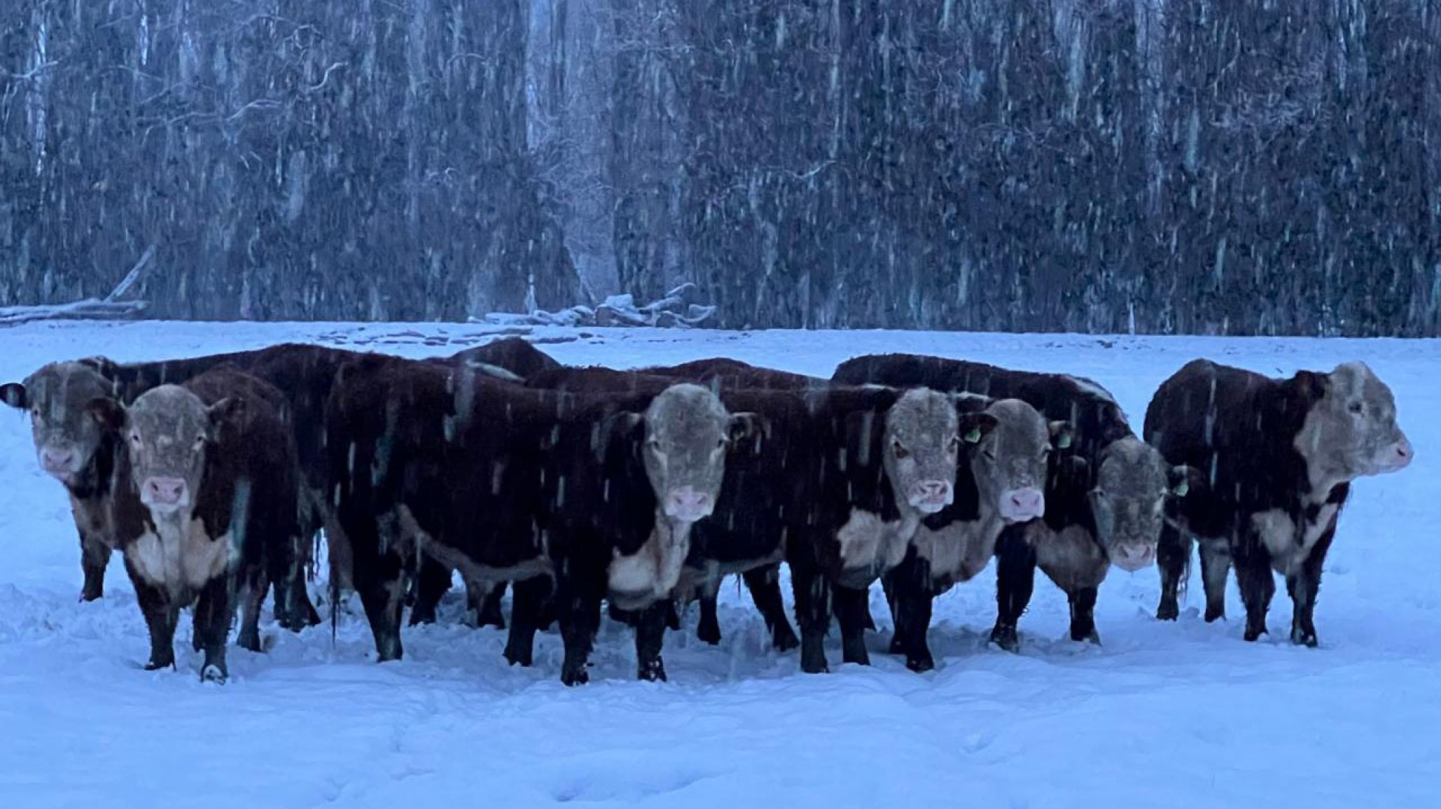 Pautas para pasar el invierno