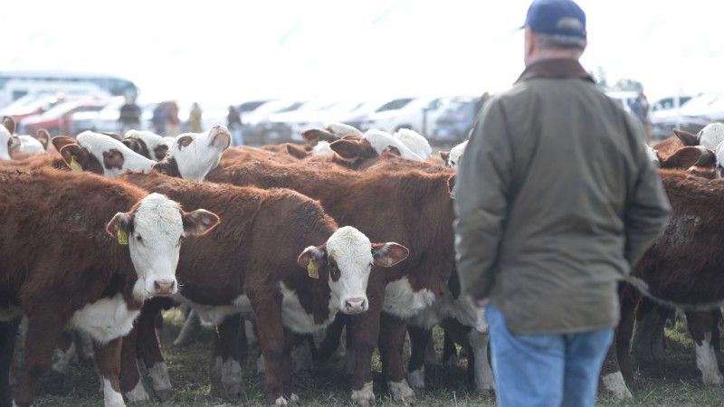 La importancia del mejoramiento genético