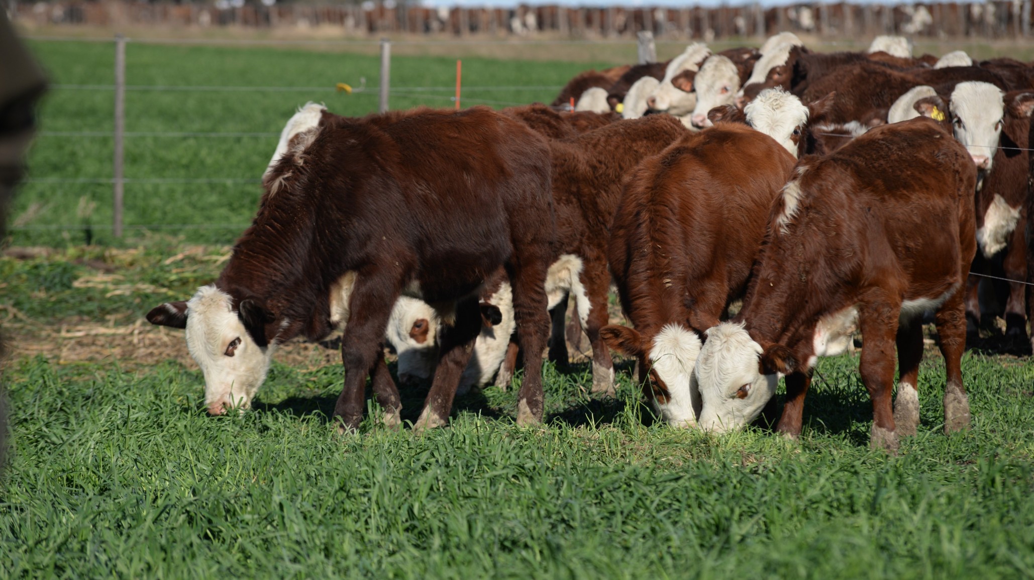 Indice integrado de calidad de carne Braford