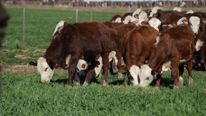 Indice integrado de calidad de carne Braford