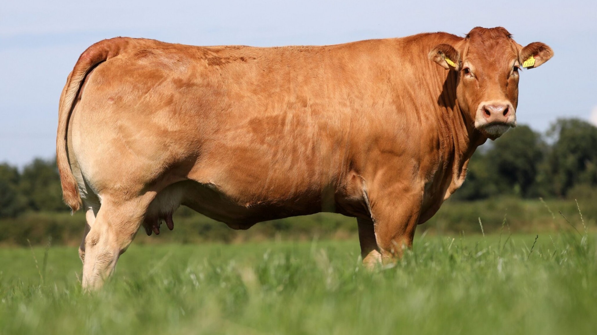 Limousin presentó resultados de un estudio genético