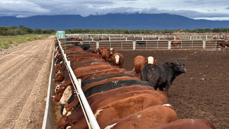 Feedlot salteño con tecnología de punta